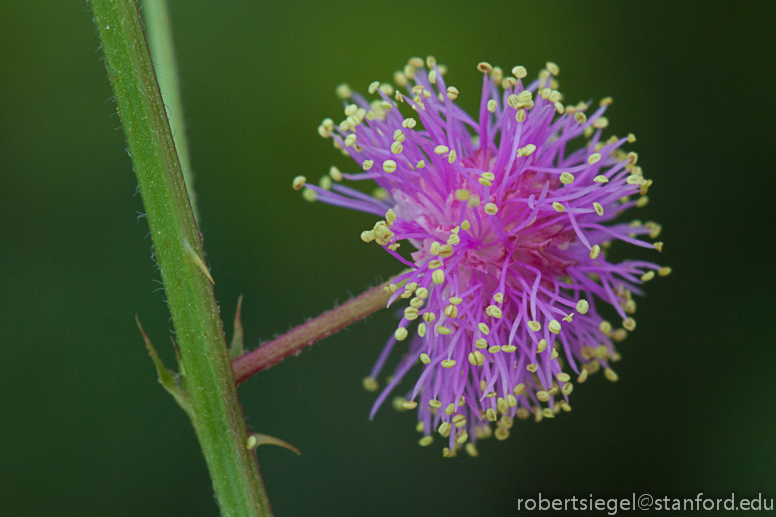 mimosa